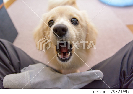 ミックス犬　ポメックス 79321997