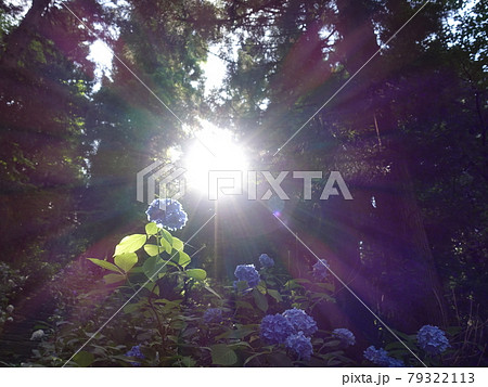 満開のアジサイ あじさい 紫陽花 満開のアジサイ あじさい 紫陽花 79322113