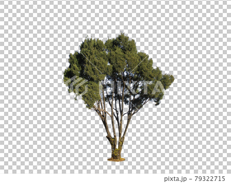 tree, lichen, Tree isolated on the white background tree, lichen, Tree isolated on the white background 79322715