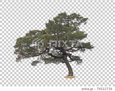 tree, lichen, Tree isolated on the white background tree, lichen, Tree isolated on the white background 79322716