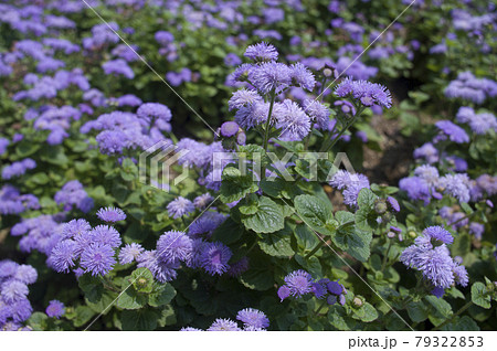 アゲラタムの紫色の花が咲いています。学名はAgeratumです。 アゲラタムの紫色の花が咲いています。学名はAgeratumです。 79322853