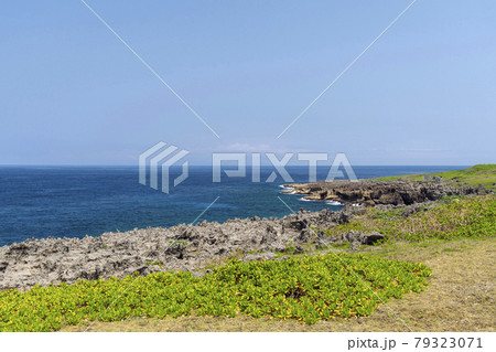 鹿児島県 沖永良部島のフーチャ 鹿児島県 沖永良部島のフーチャ 79323071