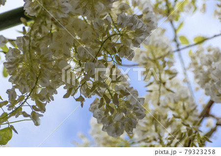 白いフジの花 白いフジの花 79323258