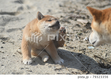 柴犬の親子 かきかきする子犬を見つめる親犬の写真素材