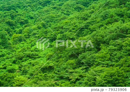 森 丘 山 79323906
