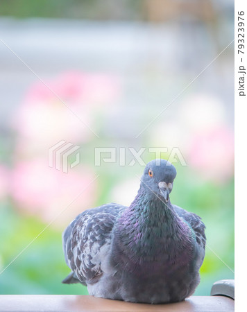 蓮池のある公園にいる鳩 79323976