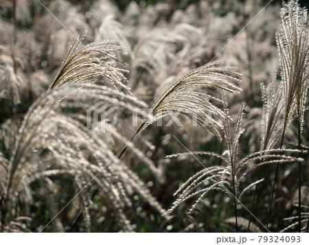 ススキ ススキ 79324093
