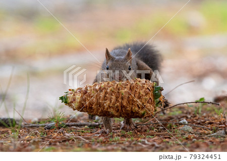 チョウセンゴヨウの松ぼっくりを咥えて走るエゾリスの写真素材