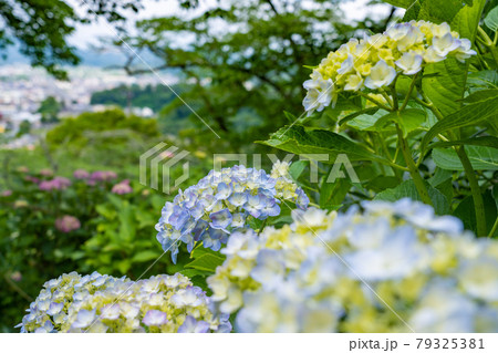 船岡城址公園からみた紫陽花と城下町　 79325381