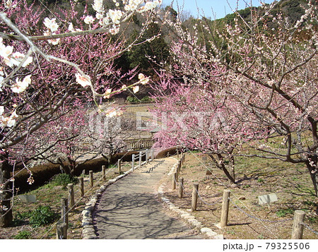 赤塚山公園の梅の木 79325506