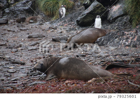 ペンギンと象アザラシ ペンギンと象アザラシ 79325601