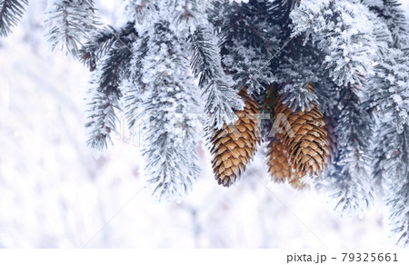 Horizontal Christmas background with branch of pine covered with frost Horizontal Christmas background with branch of pine covered with frost 79325661