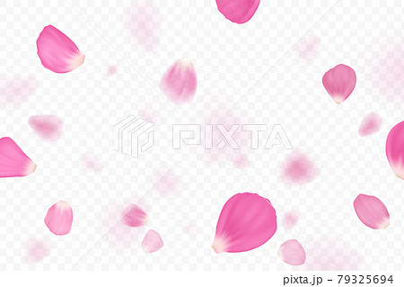 Pink flower petals are falling. Isolated on transparent background. 79325694