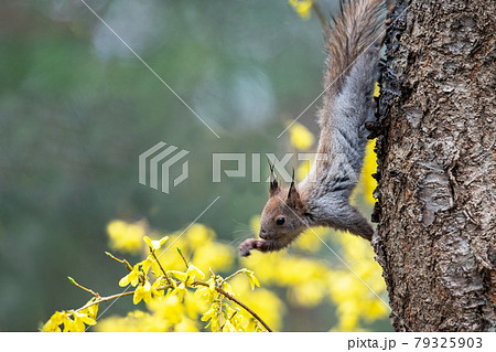 レンギョウの花を食べようとするエゾリスの子供の写真素材