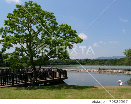 大阪　伊丹　昆陽池公園　野鳥観察橋と昆陽池（昆陽池、初夏） 79326567