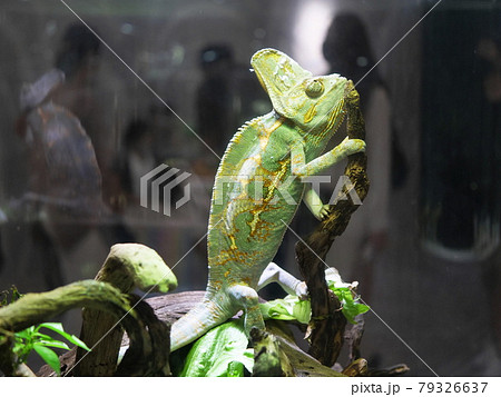 大阪 吹田 ニフレル 動物 エボシカメレオン（動物園、梅雨）の写真素材