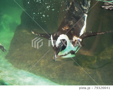 大阪　吹田　ニフレル　鳥類　水中のケープペンギン（動物園、梅雨） 79326641