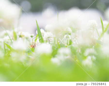 一面のシロツメクサ 79326841