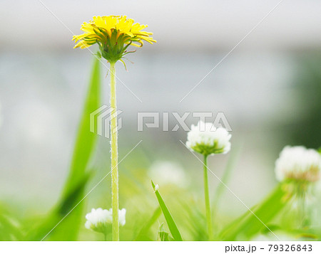 一面のシロツメクサ 79326843