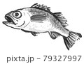 のどぐろ3 79327997