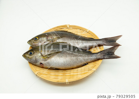 ザルに乗せた二匹のイサキ ザルに乗せた二匹のイサキ 79329505