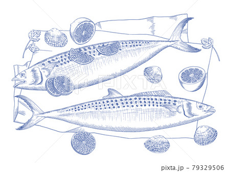 cockle, mackerel, seafood in Pen Style Illustration 79329506