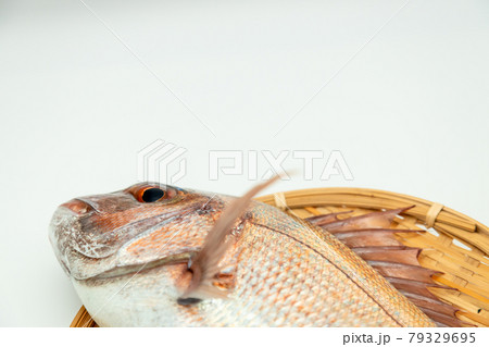 天然真鯛 79329695