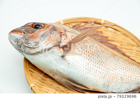 天然真鯛 79329696