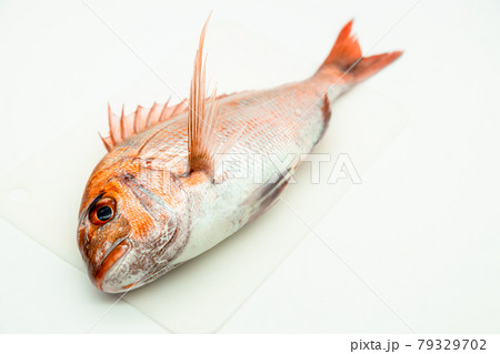 天然真鯛 天然真鯛 79329702