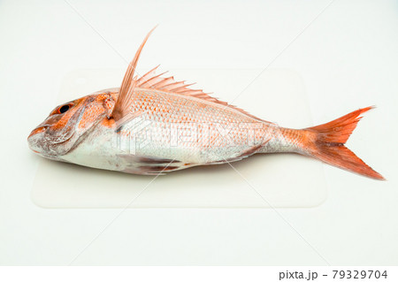 天然真鯛 79329704