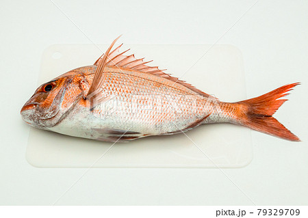 天然真鯛 79329709
