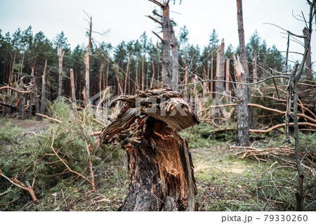 Tornado storm damage. Fallen pine trees in forest after storm. Uprooted trees fallen down in woodland due to wind storms Tornado storm damage. Fallen pine trees in forest after storm. Uprooted trees fallen down in woodland due to wind storms 79330260