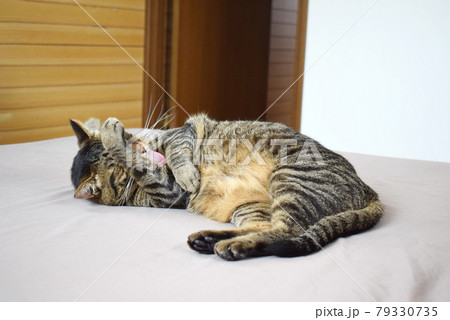 お部屋のベッドで毛づくろいするキジトラ猫 お部屋のベッドで毛づくろいするキジトラ猫 79330735
