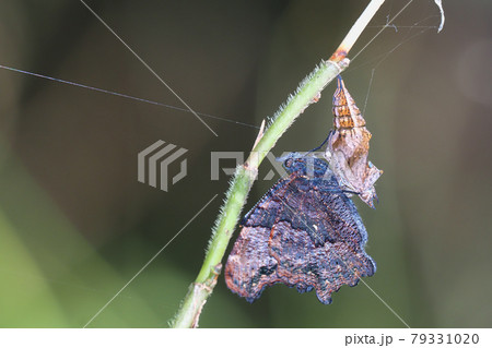 ルリタテハ（羽化後）と羽化殻 79331020