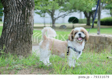 シーズー 79331079