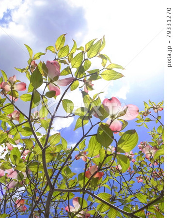 ハナミズキの花弁と青空 79331270