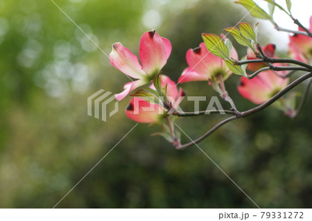 ハナミズキの花弁　グリーンバック 79331272