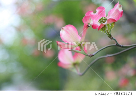 ハナミズキの花弁 グリーンバック ハナミズキの花弁 グリーンバック 79331273