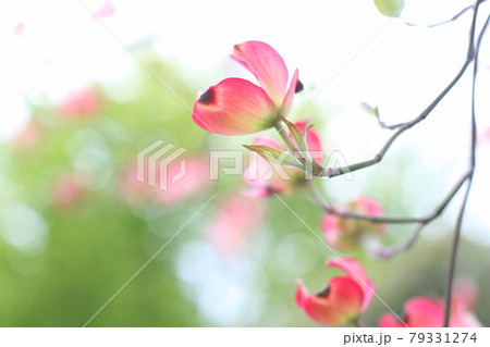 ハナミズキの花弁 グリーンバック ハナミズキの花弁 グリーンバック 79331274