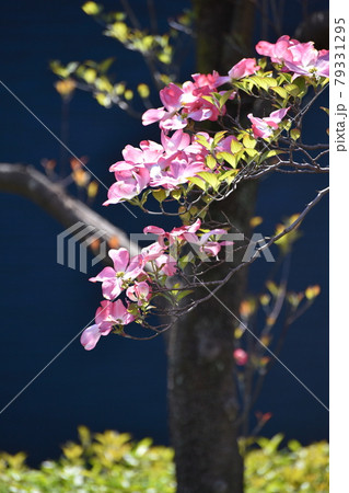 ハナミズキの花弁　ブルーバック 79331295