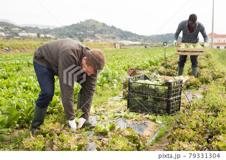 Lettuce harvesting process on the plantation Lettuce harvesting process on the plantation 79331304