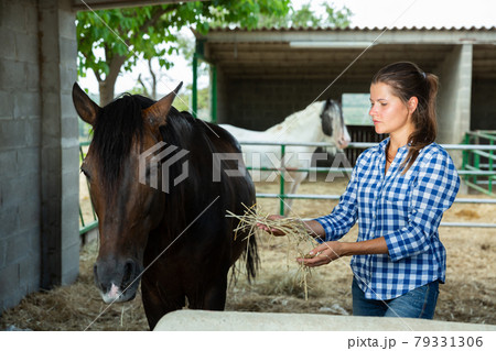 Female farmer feeds horse in the corral Female farmer feeds horse in the corral 79331306