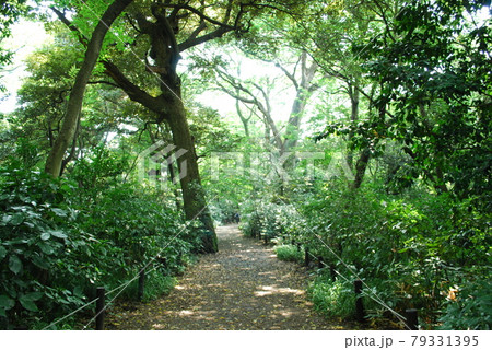国立科学博物館附属自然教育園　路傍植物園 79331395
