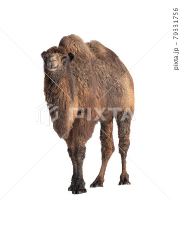 camel isolated on white background camel isolated on white background 79331756