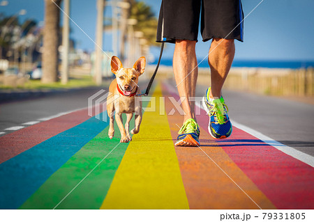 gay pride dog rainbow street with owner walking 79331805