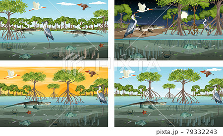 Different mangrove forest landscape scenes with various animals 79332243