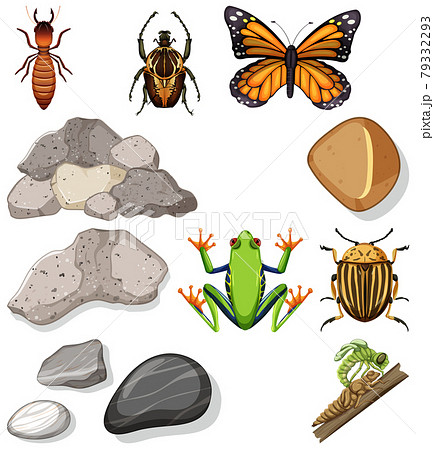 Different types of insect with nature elements Different types of insect with nature elements 79332293