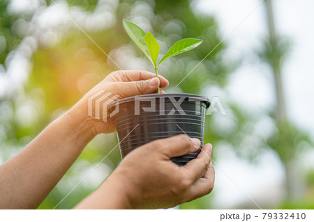 Plant a tree in flowerpot concept of save earth and the environment world earth day Plant a tree in flowerpot concept of save earth and the environment world earth day 79332410