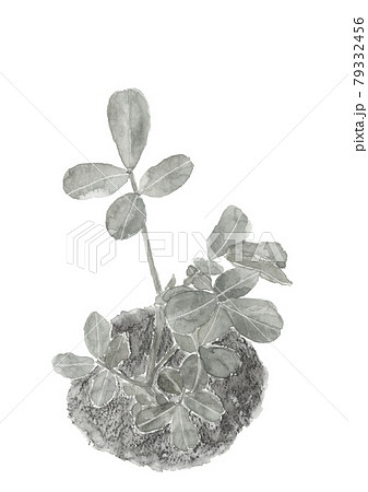 畑の落花生の苗 泥付きモノトーン 水墨画風水彩 白バック Pngのイラスト素材