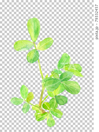 畑の落花生の苗【手描き水彩画】白バック PNG 79332457